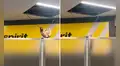 Un mapache cae del techo de un aeropuerto en Estados Unidos, causando caos entre los pasajeros