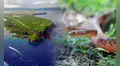La isla más deteriorada de América podría colapsar en los próximos 50 años y no es la Amazonía