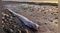 Hallan por segunda vez en el año al pez remo en Estados Unidos: fue encontrado en la playa del condado de San Diego