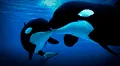 Orcas son grabadas devorando delfines en costas de Chile: científicos descubren nueva forma de caza