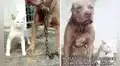 Gatito creció junto a pitbulls y dueña expone su comportamiento: “Tiene problemas de personalidad”