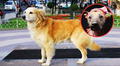 El chiribaya, la raza de perro originaria de Perú que habría sido más importante que el perro calato: eran enterrados con honores