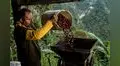 El país de América Latina que produce más café en el mundo y supera a grandes exportadores como Colombia y Perú