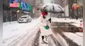 Tormenta invernal en Nueva York: alerta para los condados que serán los más afectados por el clima extremo