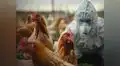¡Alerta, USA! Gobierno detectó primer caso de gripe aviar H5N1 en paciente y California declaró estado de emergencia