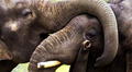 Muere joven turista española al ser atacada por un elefante mientras le daba un baño en Tailandia