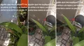 Mujer muestra cómo su planta le 'contesta' cuando le habla y causa furor en TikTok: "Necesito la razón científica"