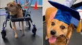 La inspiradora historia de Rocky, el perro que venció la parálisis y se graduó con honores en rehabilitación física