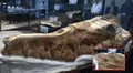 Descubren en Perú fósil de un pariente extinto del tiburón blanco: mide 9 metros y tiene 9 millones de años de antigüedad