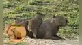 La otra identidad del capibara: ¿por qué en algunos países lo llaman carpincho o ronsoco?