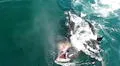 Biólogos descubren que un animal está atacando a los tiburones y los caza para comerse solo una parte de su cuerpo
