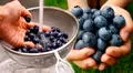 Lava los arándanos de esta forma correcta para eliminar todos sus pesticidas y aprovechar sus beneficios
