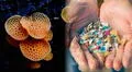 Científicos descubren unos hongos marinos capaces de comer plásticos y no los transforman en microplásticos