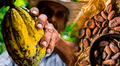 Estudio determina que Perú tiene el cacao más antiguo del mundo: investigación se presentó en el Chocoa 2025