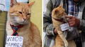 Gato naranja vende tamales y desata ternura en redes sociales: la historia del "Michi chambeador"