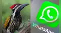 Así puedes activar el “modo pájaro carpintero” en WhatsApp y sorprender a todos con este truco