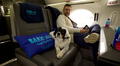 Nueva ruta aérea entre Nueva York y Florida facilita viajes con mascotas desde US$900: ofrecerán caldo de huesos, premios y más