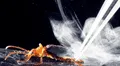 El insecto que dispara ácido a 100 °C: puede causar ceguera con un solo disparo y lanzar hasta 20 ataques en segundos