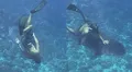 Buzo graba el momento exacto en que casi es mordido por un tiburón en la Polinesia Francesa
