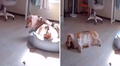 Perrito se levanta luego de varias horas de sueño y se vuelve a dormir: "El descanso lo cansó"