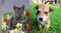 ¿Perros o gatos? Esta es la mascota que genera una mayor inversión en hogares peruanos para su alimentación y juguetes