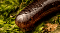 Estudio científico registra a la culebrilla ciega por primera vez en Sudamérica: la serpiente invasora más numerosa del mundo
