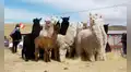 Robo de ganado en Puno: delincuentes se llevan 40 llamas y alpacas valorizadas en más de S/16.000 y Policía no atendió denuncia por ser feriado