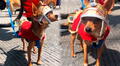 Perrito chihuahua se hace viral tras ser disfrazado de soldado romano durante celebración de Semana Santa