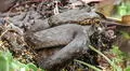 Biólogos peruanos y estadounidenses descubren una nueva especie de serpiente andina en Perú