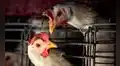 Estos países de América Latina le compran carne de pollo a Estados Unidos, mientras Europa lo rechaza
