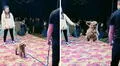 Perrito emociona en redes al saltar perfectamente la cuerda en competencia: "Se robó el show"