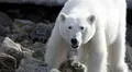 Cámara capta el preciso instante en el que un hombre se salva de un ataque de un oso polar: escapó en moto de nieve