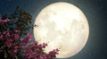 Calendario lunar de mayo: cuándo habrá luna llena este mes y ver todas las fases lunares