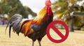 Proyecto de ley limitaría el número de gallos por propiedad en California en medio de contagios por gripe aviar