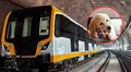 Buenas noticias para dueños de mascotas: Línea 2 del Metro ya permite llevarlas bajo ciertas condiciones