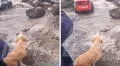 Perrito llora desconsolado al ver que huaico sepultó a su dueño en su casa de Huaraz