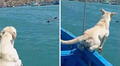 Perrito tuvo inesperada reacción al ver a un lobo marino acercándose en el mar: "Al dueño se le bajó la glucosa"