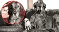 Así fue el asombroso encuentro entre el perro más alto del mundo y el más pequeño en un evento único en Idaho