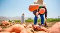 Perú logra acuerdo con este importante país de Sudamérica para exportar papa fresca: nación tiene más de 210 millones de habitantes
