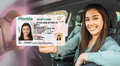 Florida: nueva regla del FLHSMV impone cambios en las licencias de conducir para inmigrantes sin Green Card