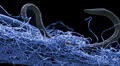 Científicos descubren que un grupo de bacterias aprendió a utilizar la electricidad como una herramienta de limpieza