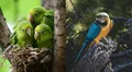 ¿Sabías cómo se llama la cría de un loro? El curioso término que pocos conocen y su origen
