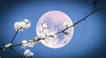 Luna de Flores 2025: qué significa, cuándo será visible y cómo disfrutar de este evento astronómico