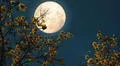Luna llena de mayo 2025 en Venezuela: horario y cómo ver la luna de flores, según NASA