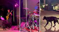 Perrito sube al escenario durante concierto y baterista le regala su baqueta: 'Un palo es un palo'