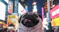Nueva ley en Nueva York sancionaría a abusadores de animales que vuelvan a tener mascotas: existen 30 nombres en lista negra
