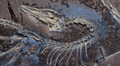 Científicos descubren que un dinosaurio emplumado terrestre y parecido a una gallina sí era capaz de volar