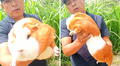 Ganadero peruano muestra ‘gigantesco’ cuy que pesa casi 3 kilos y usuarios bromean: “¿Viene con cuenta BCP?”
