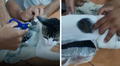 Gato es descubierto cuando intentaba ingresar al penal con droga oculta en su cuerpo