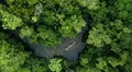 Los bosques de la Amazonía serían capaces de sobrevivir a las sequías, pero a un alto costo